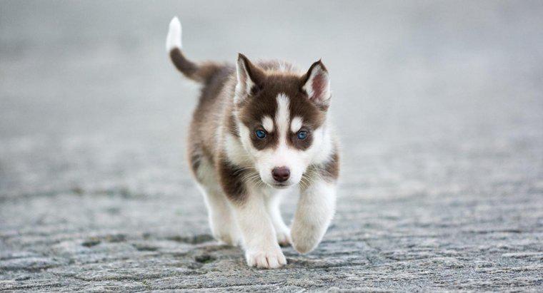 Care sunt unele fapte despre miniatură Puppies Husky Siberian?
