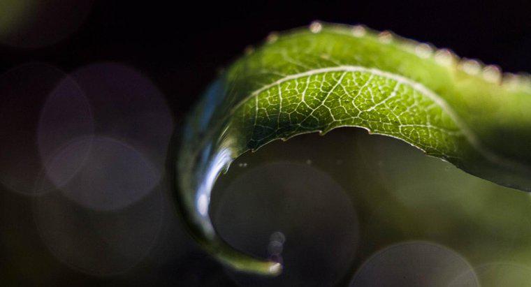 Cum se face clorofila o frunză verde?