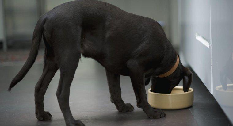 Cât de mult trebuie un Labrador să mănânce o zi?