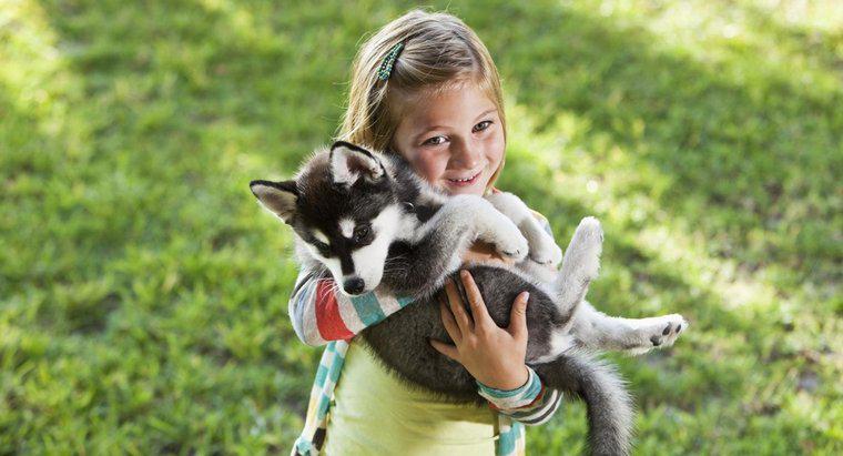 Cât de mari sunt Huskies din Alaska când se naște?