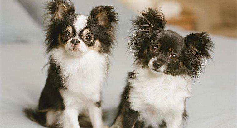 Când se vor ridica urechile Chihuahua?