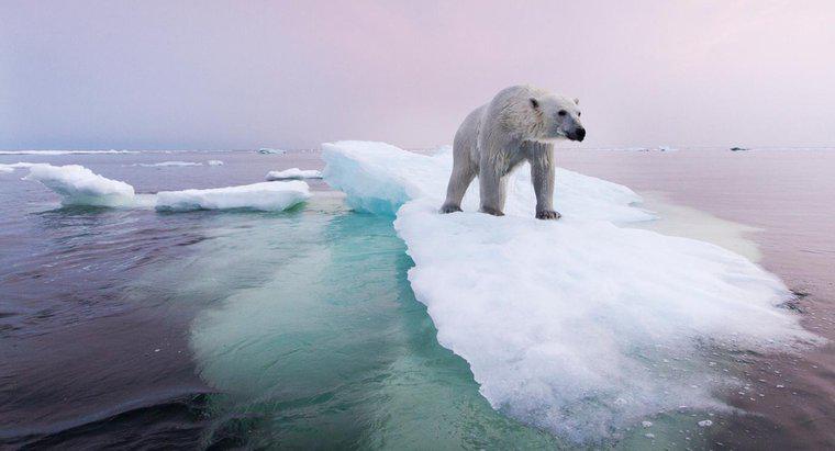 Ce se face pentru conservarea populației ursului polar?