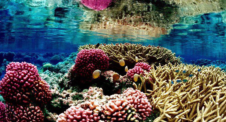 De ce sunt pe cale de dispariție corali de recife?