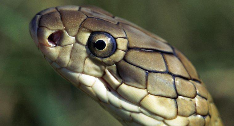 Care sunt inamicii naturali ai regelui Cobra?
