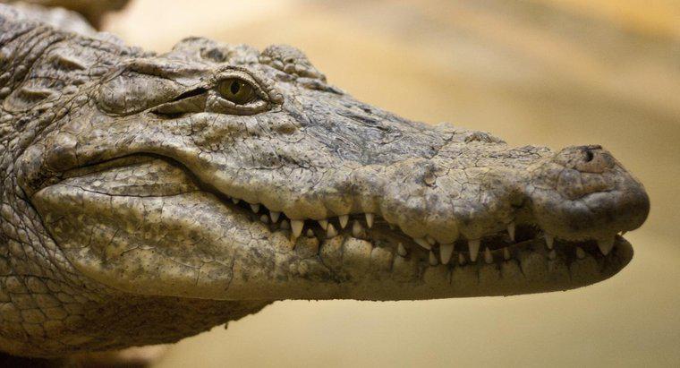 Cum reproduc crocodili?