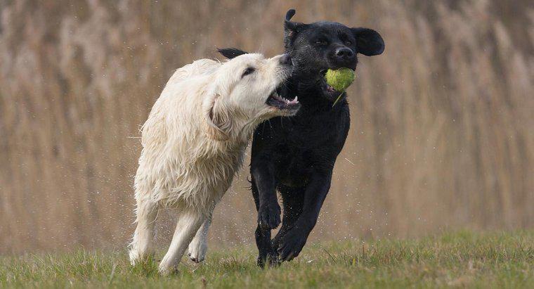 Care este diferența într-un Labrador vs. un Retriever de Aur?