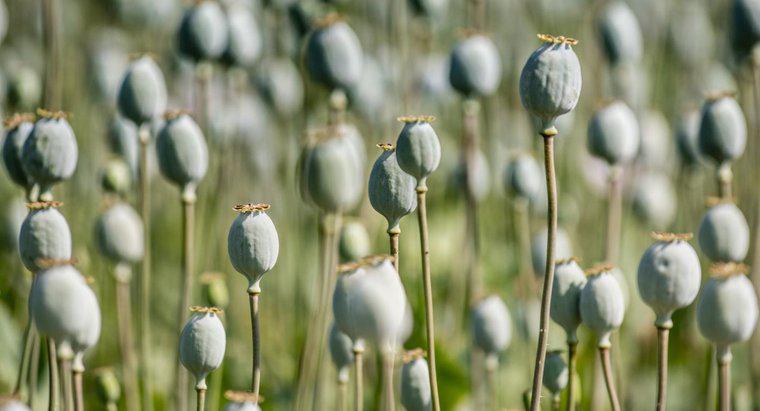 Cine a câștigat războiul de opium între China și Marea Britanie?