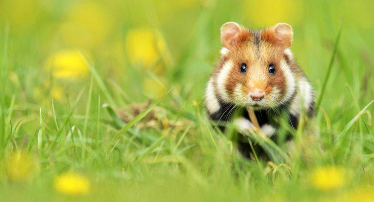 Unde hamsterii trăiesc în sălbăticie?