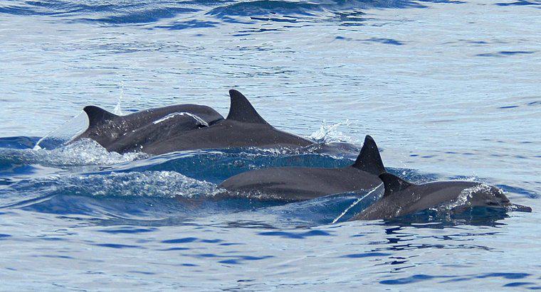 Care sunt adaptările delfinilor?