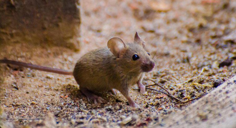 Care este tratamentul pentru o muscatura de mouse?