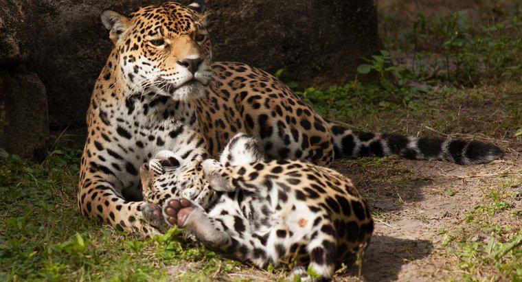 Cum Îngrijesc leopardii pentru tinerii lor?