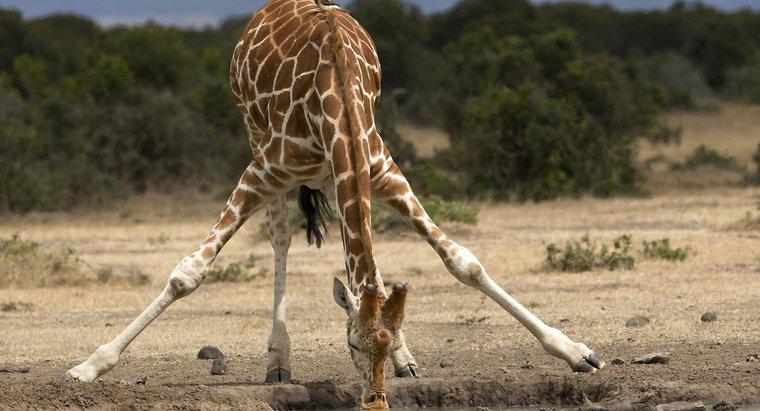 Cât de mult cântărește un girafă?