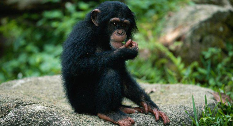 Ce animale sunt pradă pentru maimuțe?