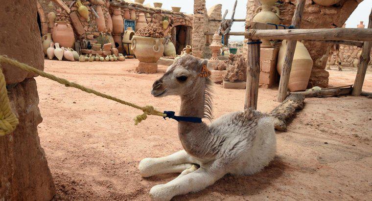 Ce este numit un camel de bebelusi?