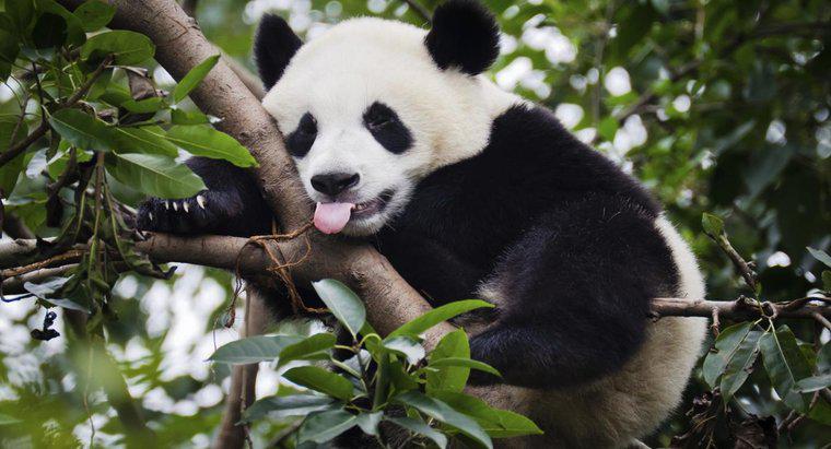 Cât de mult cântărește Panda uriașă?
