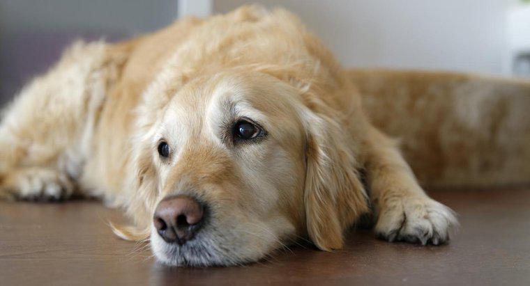 Care sunt simptomele pe care un câine moare?