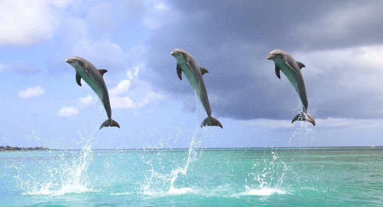De ce delfinii ieșesc din apă?