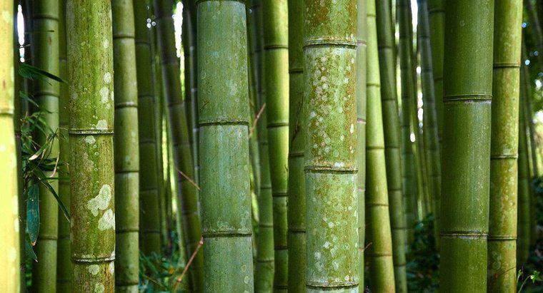 Care este numele științific pentru bambus?