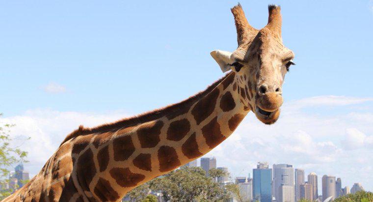 Girafele sunt o specie pe cale de dispariție?