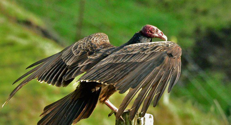 Cât timp durează o ouă de vultur din Turcia?