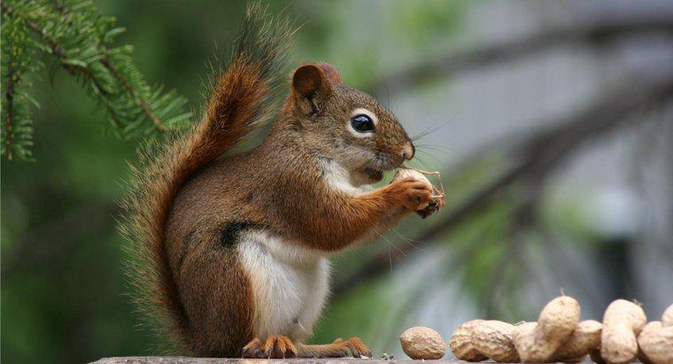 Ce fel de nuci mănâncă veverițe?
