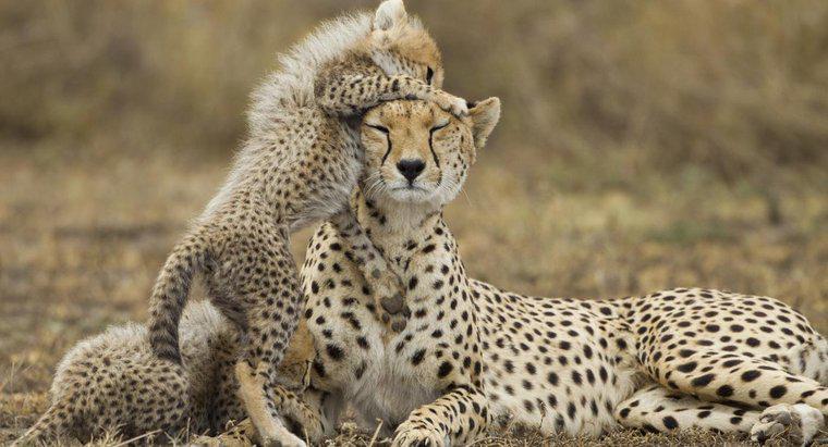 Ce este numit un ghepard feminin?