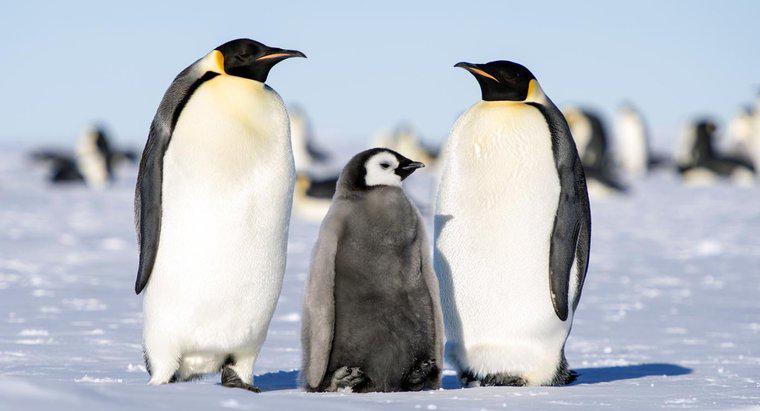 Cum pinguinii împăratului își înalță tinerii?