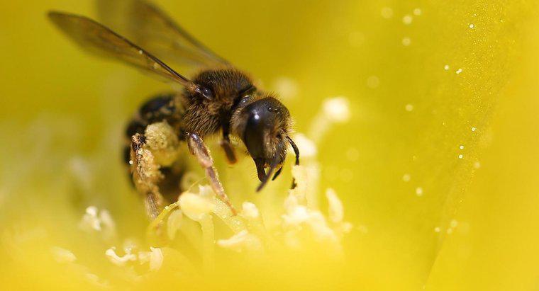Ce mănâncă albinele?