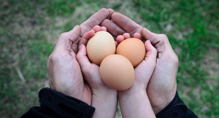 Cât de mult cântă o ouă de pui?