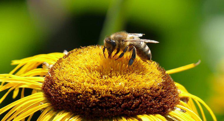 Care sunt unele simptome de reacție la albine?