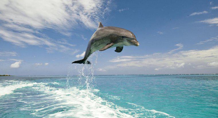 Care sunt diferențele dintre delfinii și porpoizii?