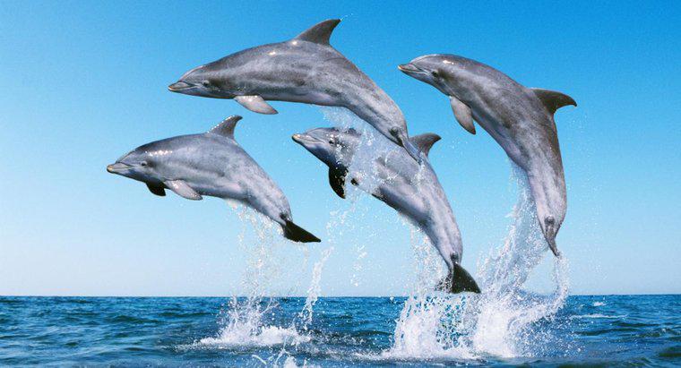 Ce numiți un grup de delfini?