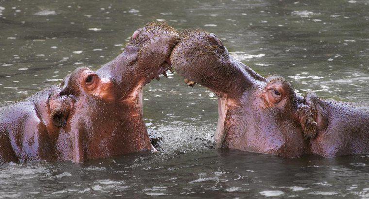 Cum se protejeaza hipopotamul?