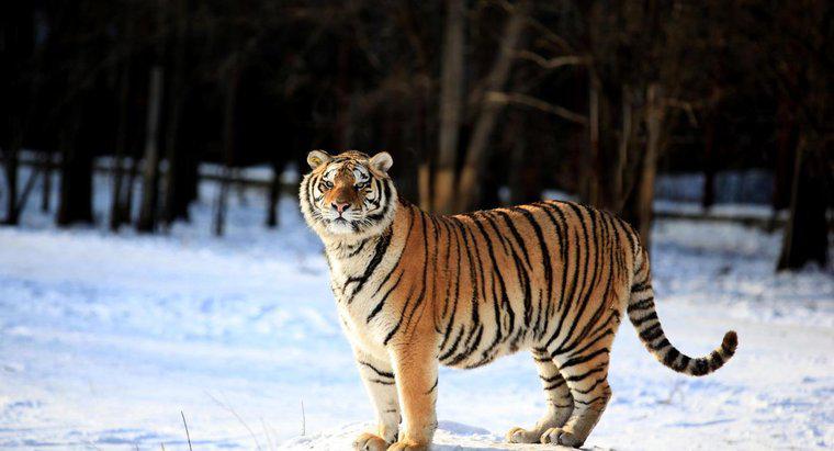 Tigrii sunt mai puternici decât cei de la Lions?