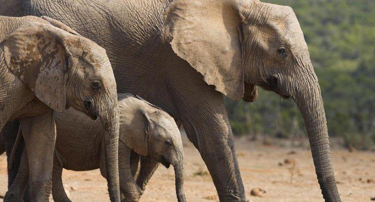 Cât timp este un elefant gravidă?