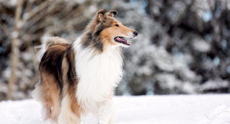 Ce fel de câine era Lassie?