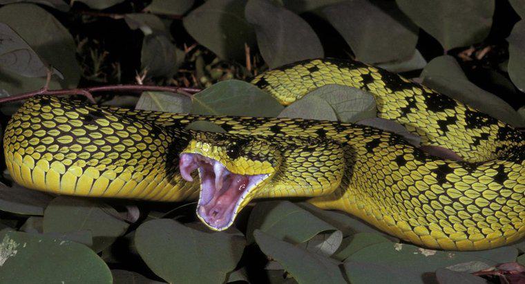 Ce hrană mănâncă Viper Snake?