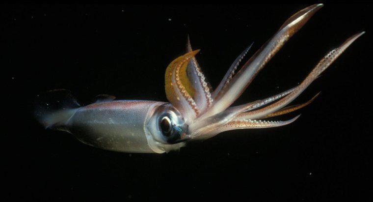 Este un Squid un Copil Octopus?