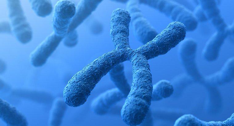 Care este diferența dintre cromozomi și gene?