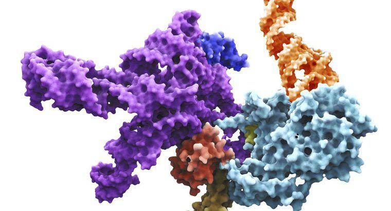 Ce este Primul ARN?