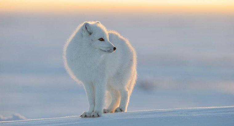 Ce animale trăiesc la Polul Nord?
