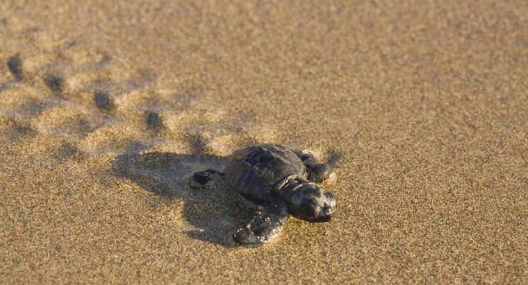 Cât de repede se mișcă o broască țestoasă?