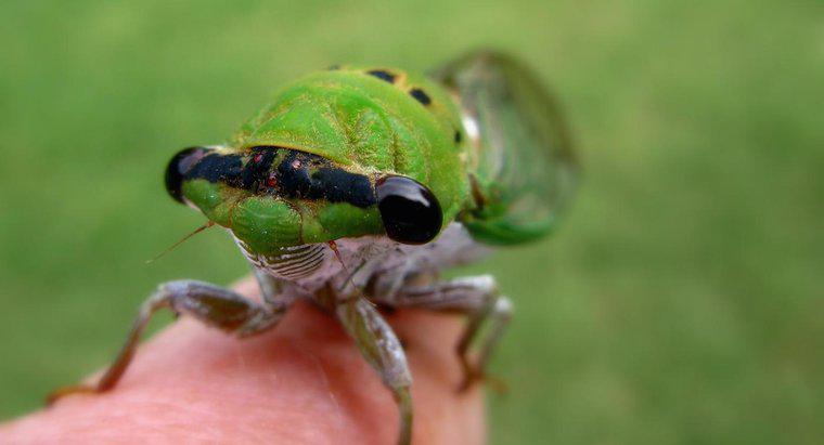 Care este diferența dintre Locusuri și Cicadas?
