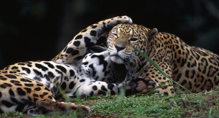 Ce este numit un Jaguar de sex feminin?