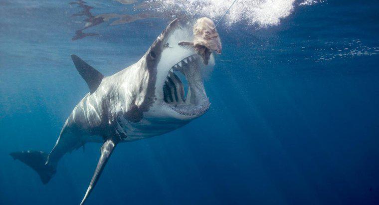 Cât durează rechinii să trăiască?