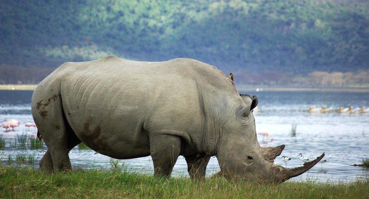 Cât de mulți rinoceri albi sunt lăsați în lume?