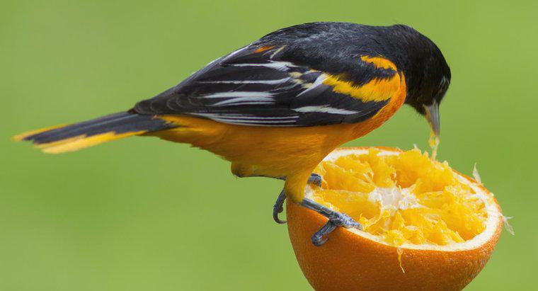 Ce animale mănâncă portocale?