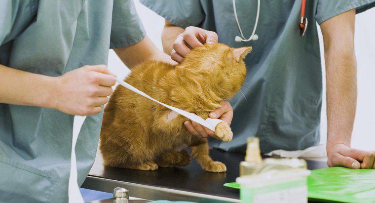 Neosporina poate fi folosita pe pisici?