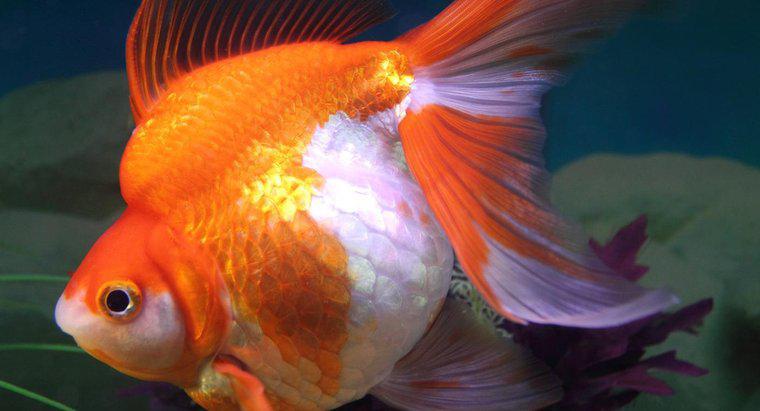 Care sunt semnele unui goldfish gravidă?