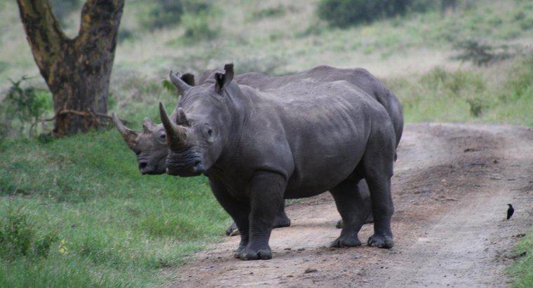 Este un corn al Rhinocerosului din Ivory?